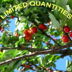 Catherine Marie's Jamaican Blue Mountain Coffee Beans 5 Lbs -Coffee Supplies Store 102897 2 36689.1660752792